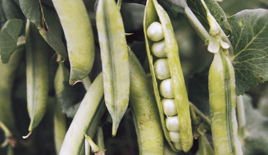Cultivo de arvejas