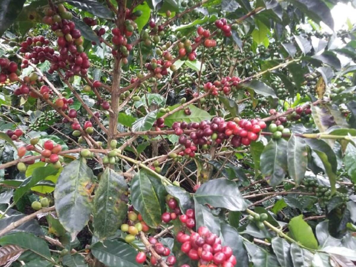 Ministro de Agricultura es optimista con la cosecha cafetera