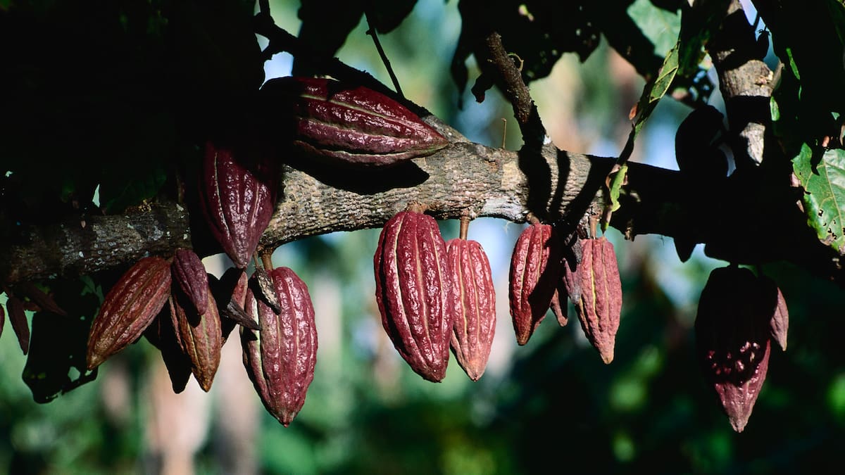 En Puerto Boyacá trabajan para volver a ser una gran despensa alimentaria de Colombia