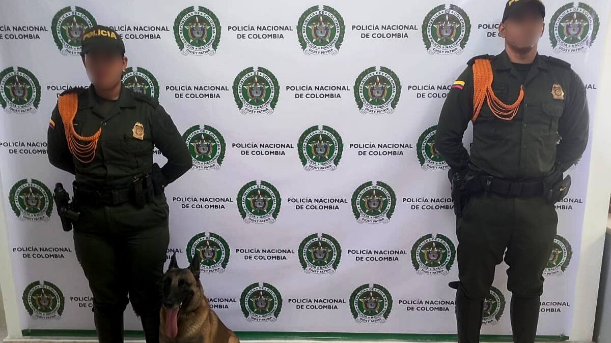 Cayeron 5.000 dosis de estupefacientes en Cartagena: canino Killer lideró el operativo