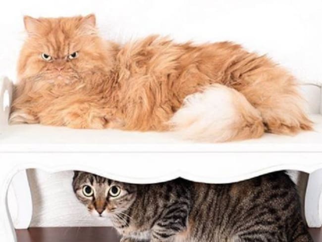 [Fotos] Los gatos más famosos de Instagram