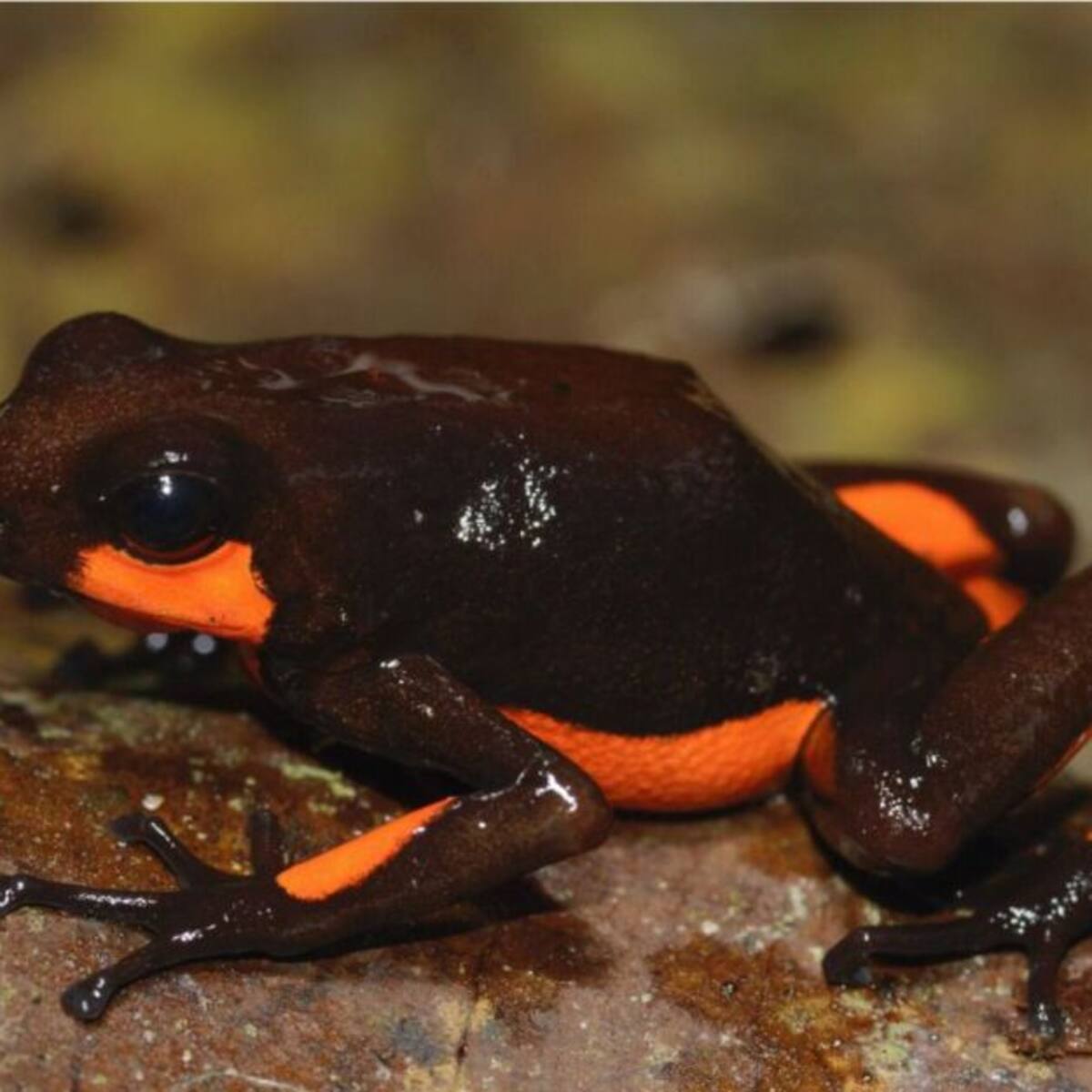 Firman convenio de conservación de ranas halladas en Risaralda