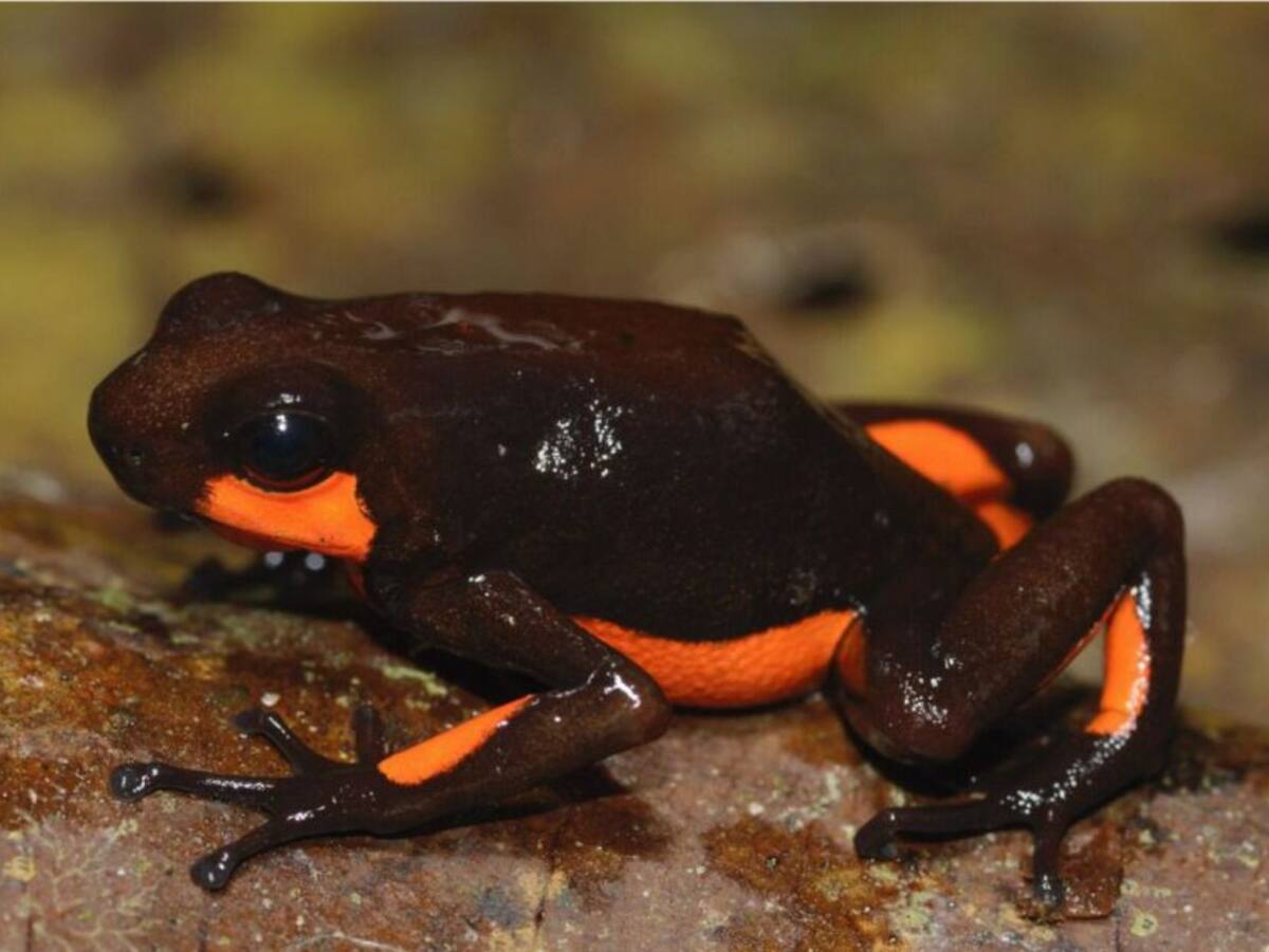 Firman convenio de conservación de ranas halladas en Risaralda