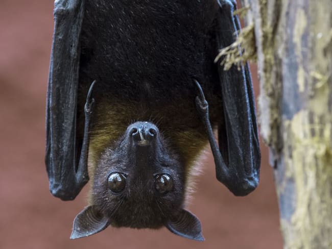 Comunidad prenden fuego a murciélagos por miedo a coronavirus
