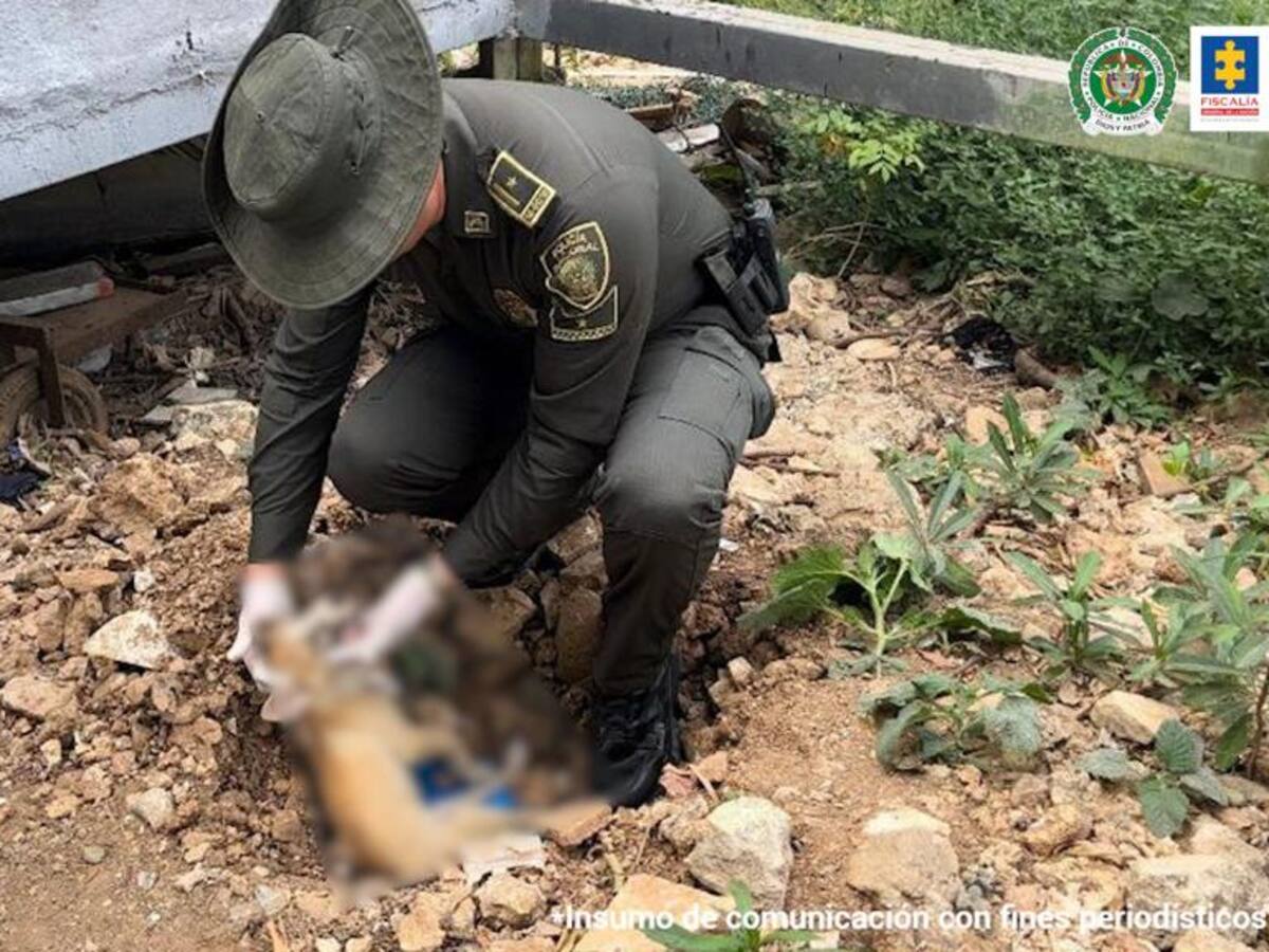 Envían a la cárcel a ex soldado que grabó a su compañero maltratando una mascota