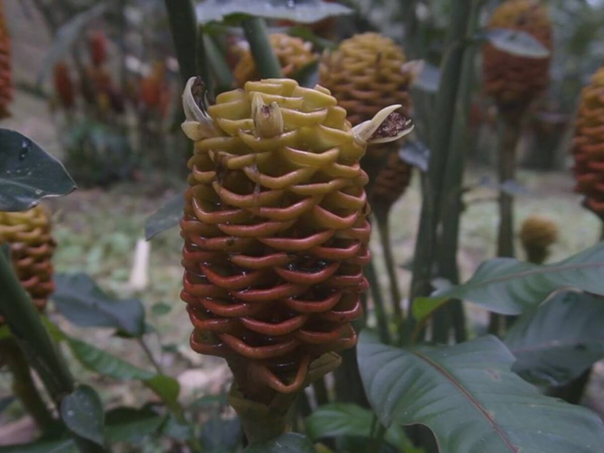 El Jardín Botánico de Marsella, pulmón verde para el municipio