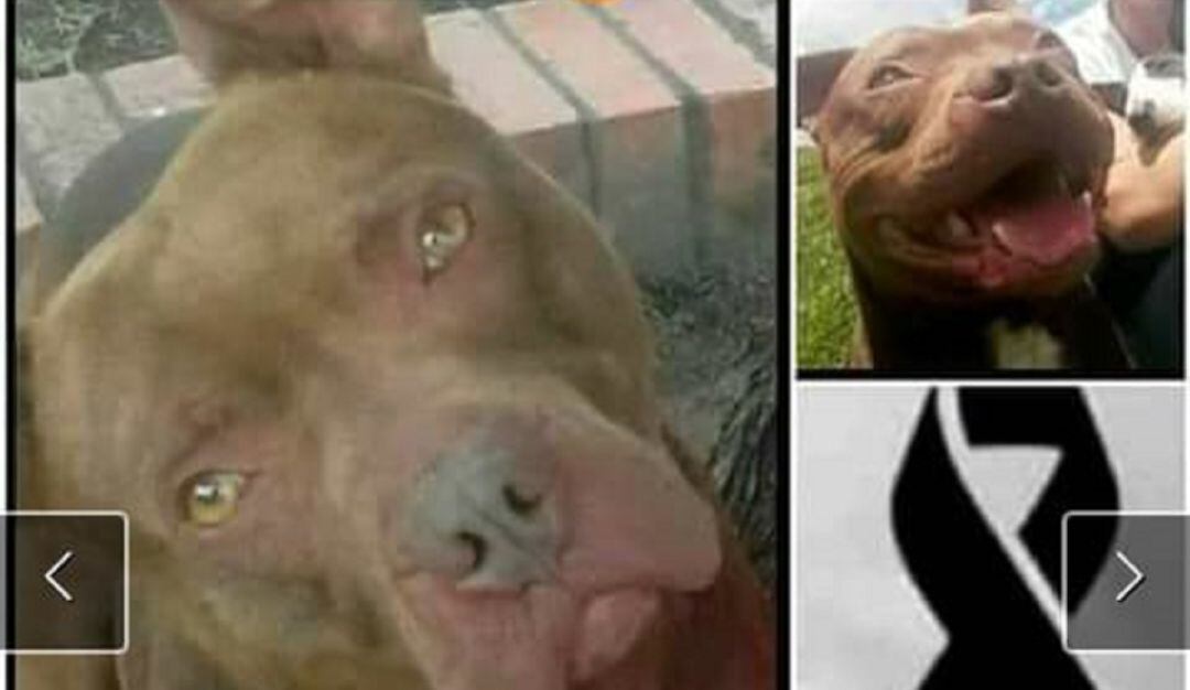 Morgan, el perro que recibió un disparo de la policía 
