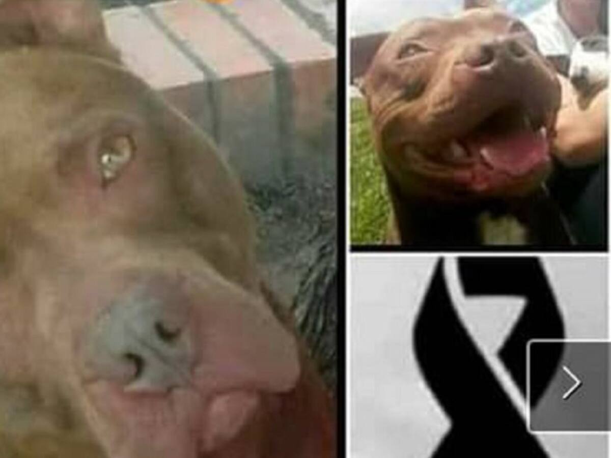 Un perro muerto y un hombre herido dejó operativo de la Policía en Kennedy