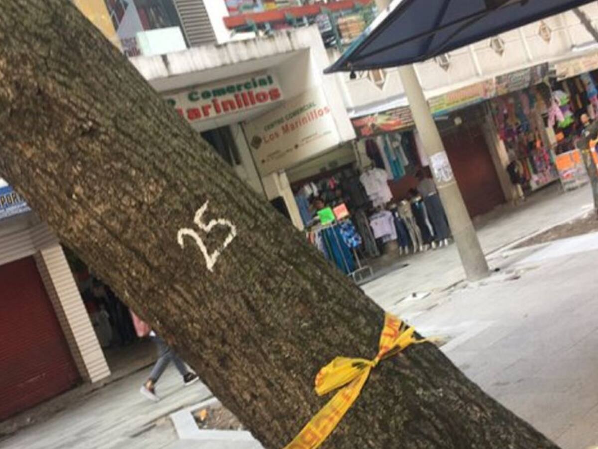En el centro de Medellín proceden a talar 18 árboles
