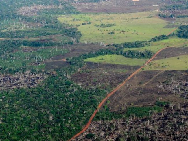 5.000 hectáreas deforestadas en el Parque Tinigua en el Meta