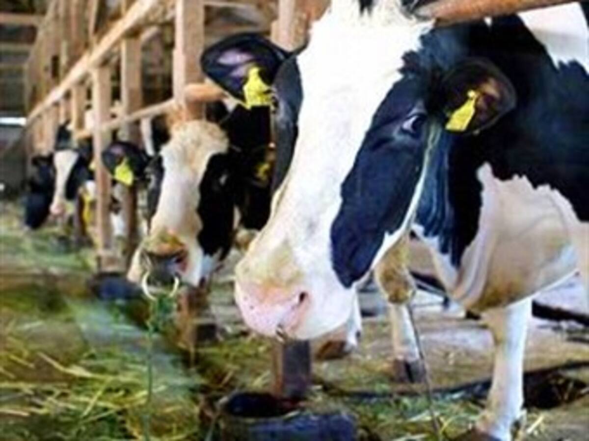 Alerta por casos de 'vacas locas' en Estados Unidos