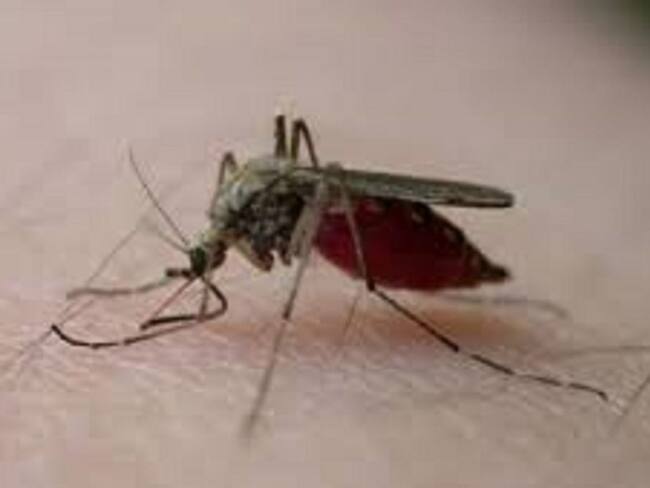 Cada semana hay 36 casos de dengue