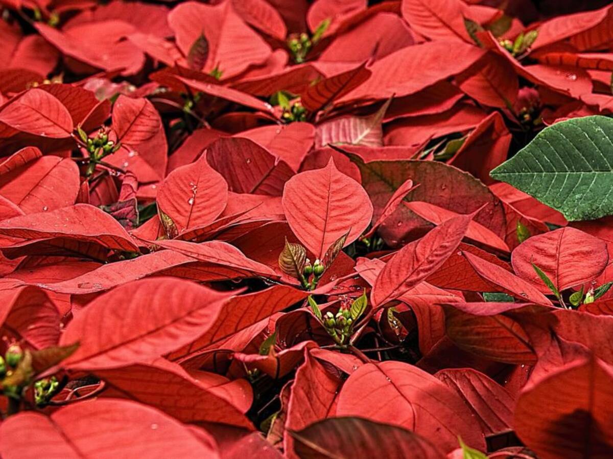 Escuche el programa Mascotas Caracol 11 de diciembre