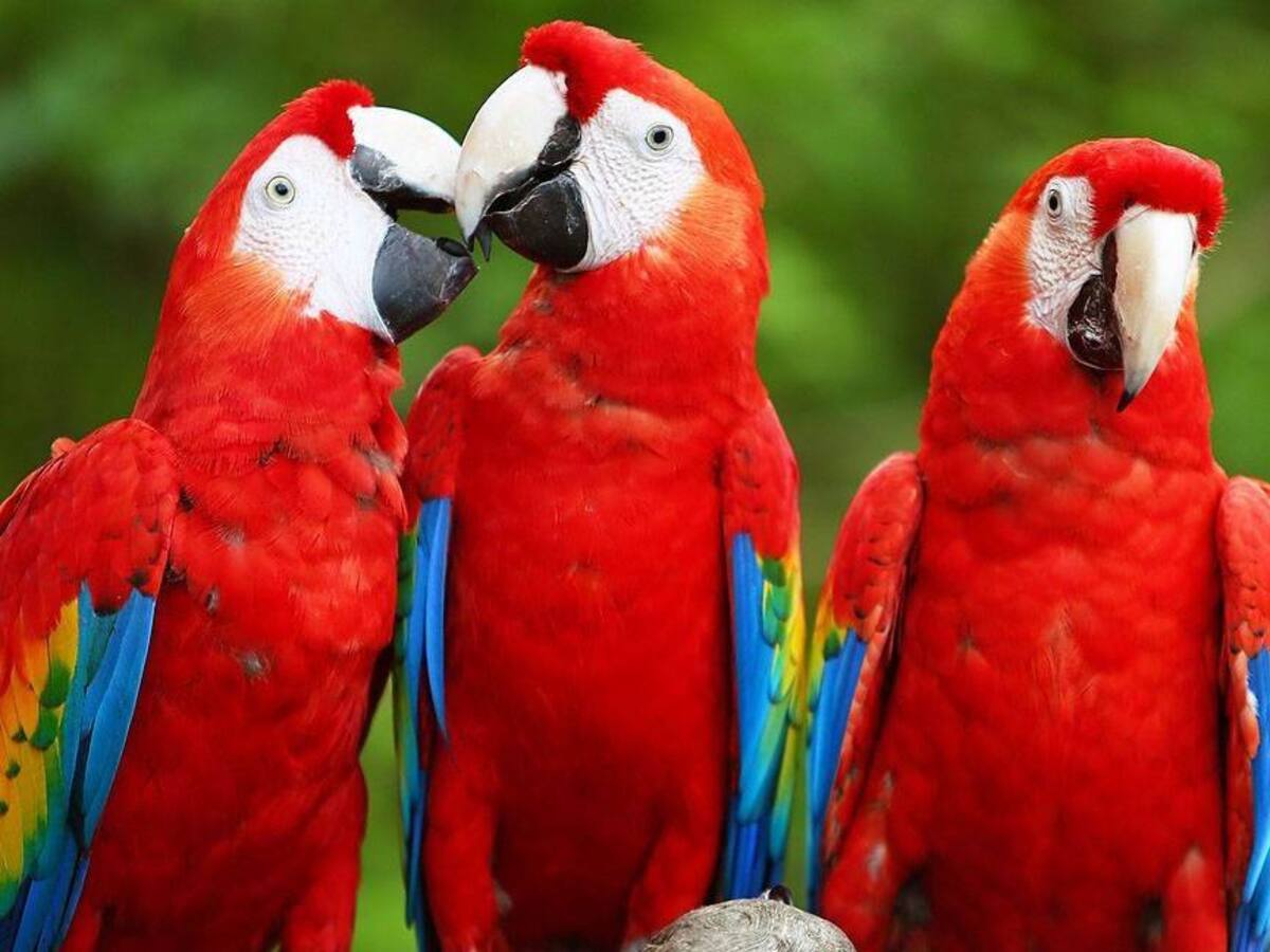 Autoridades rescataron tres guacamayas en cautiverio