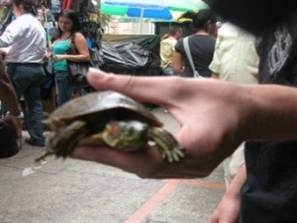 En Semana Santa, SDA sigue incautando carne de tortuga; van 22,8 kilogramos de icotea