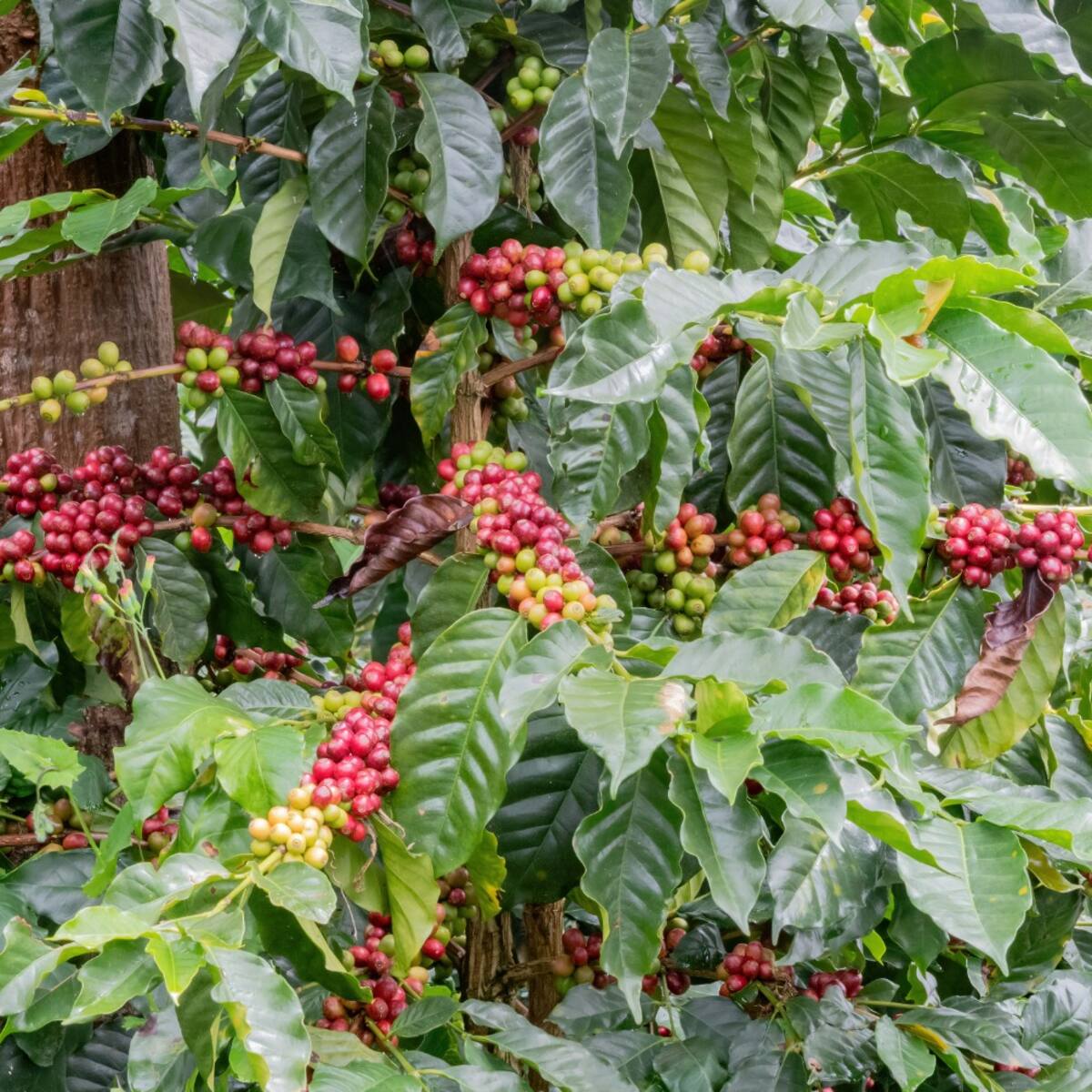 La extorsión le cuesta miles de millones al café huilense y frena el desarrollo rural