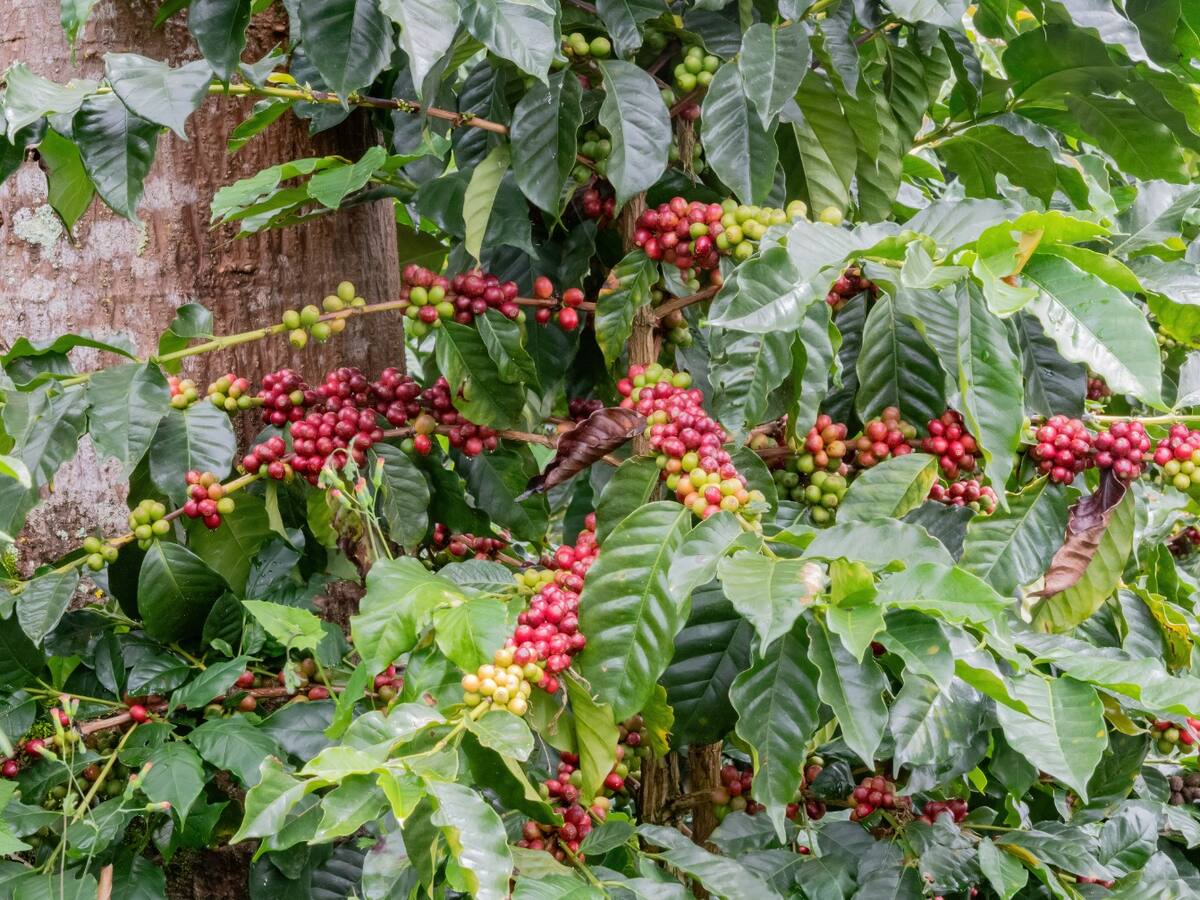La extorsión le cuesta miles de millones al café huilense y frena el desarrollo rural