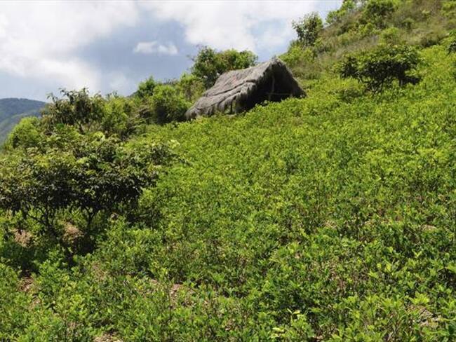¿Qué pasará con la fumigación con glifosato tras la decisión de la Corte?