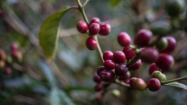La Federación Nacional de Cafeteros hizo un llamado urgente al Gobierno. Foto: Colprensa