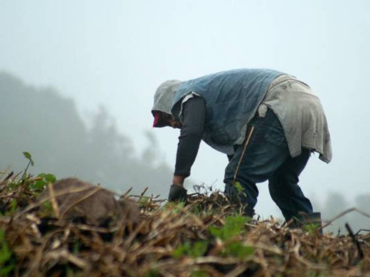 Medidas para mitigar impacto de las heladas son insuficientes: campesinos