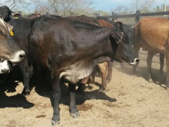 Comenzarán ciclos de vacunación de ganado en Tolima