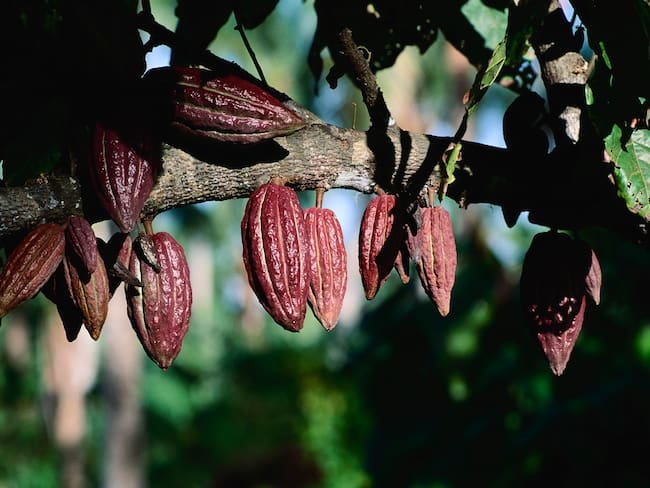 Sí al cacao, no a los cultivos ilícitos, dicen campesinos en San José del Fragua, Caquetá