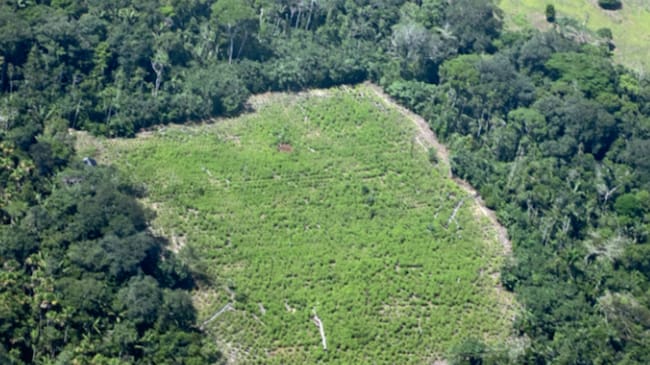 Cultivos de coca en el interfluvio de los ríos Siare e Iteviare 2025. | Foto: FCDS