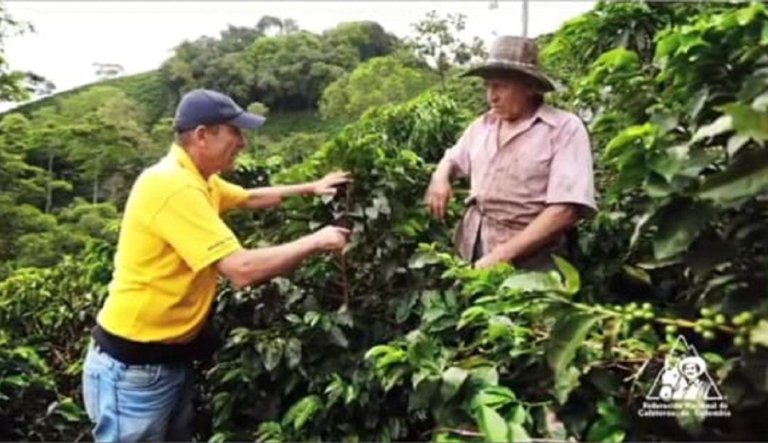 Productores de café