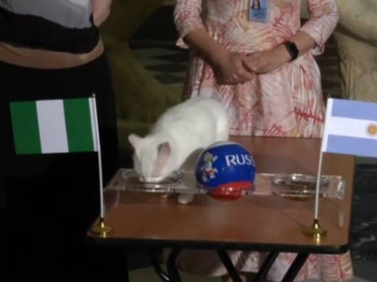Video: el gato Aquiles predijo que Argentina saldrá del Mundial