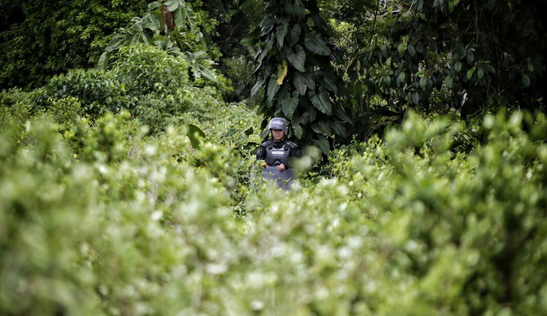 Cultivos ilícitos. (Imagen referencial). Foto: Archivo.