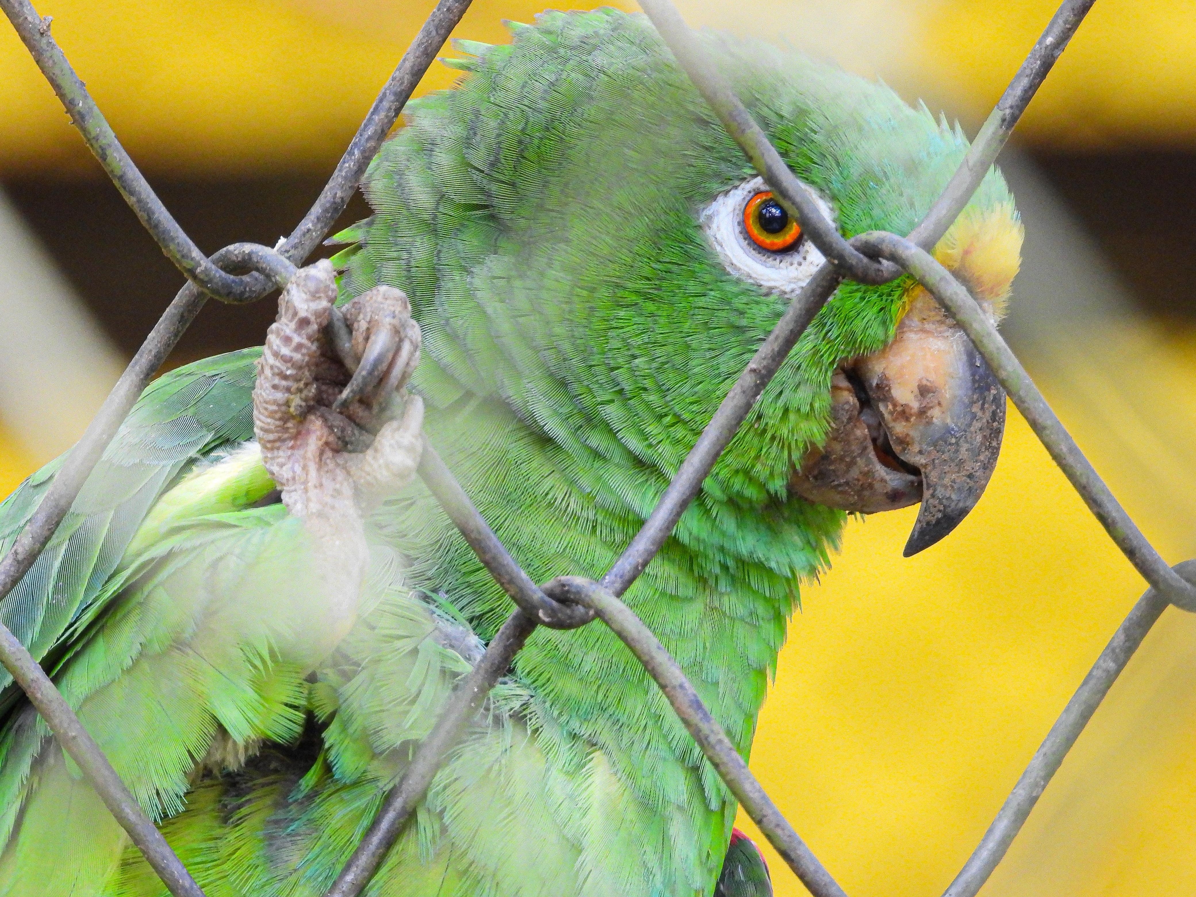Loro. Foto: Área Metropolitana del Valle de Aburrá.