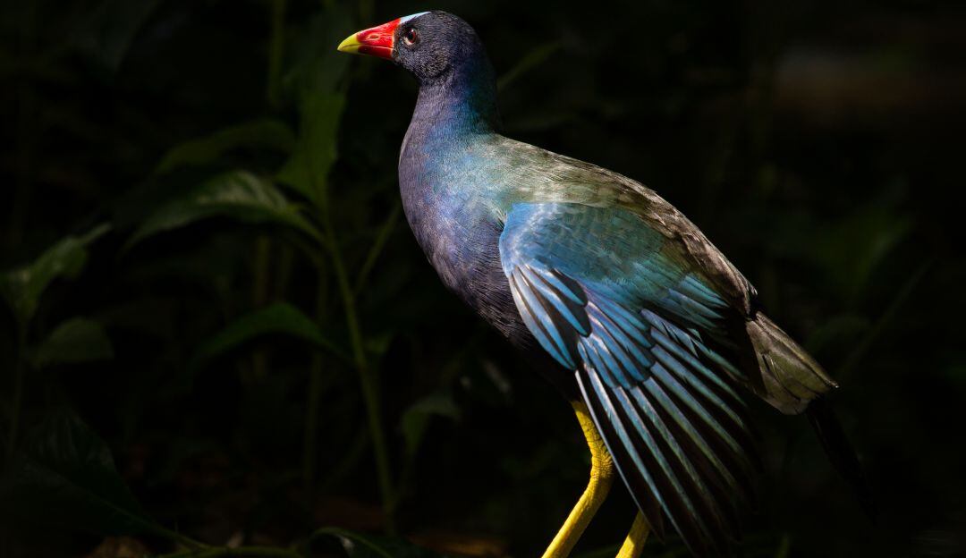 ¿Se encontró una Tingua Azul? Estas son las recomendaciones que debe seguir