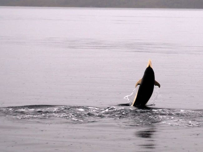 Avistan delfines lisos por primera vez en el estrecho de Magallanes