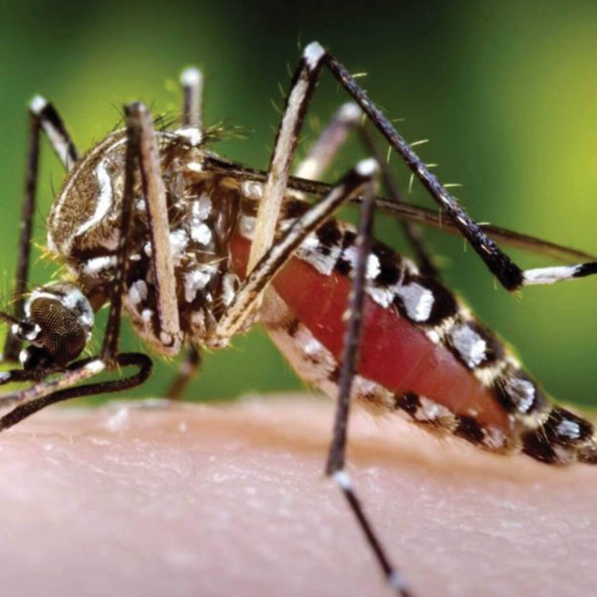 En un 388% aumentaron los casos de dengue en Risaralda