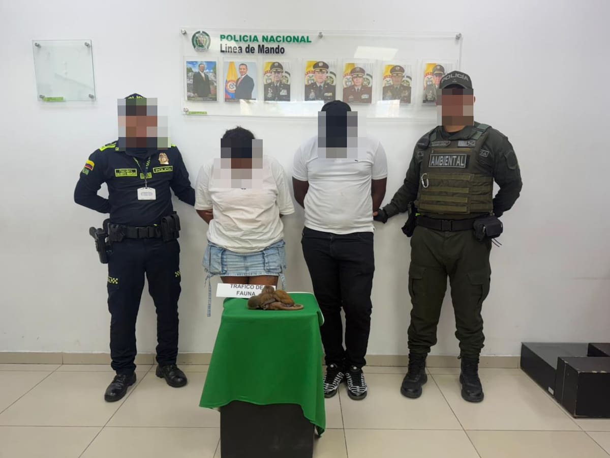 Capturadas dos personas que pretendían traficar monos en sus partes íntimas hacia República Dominica