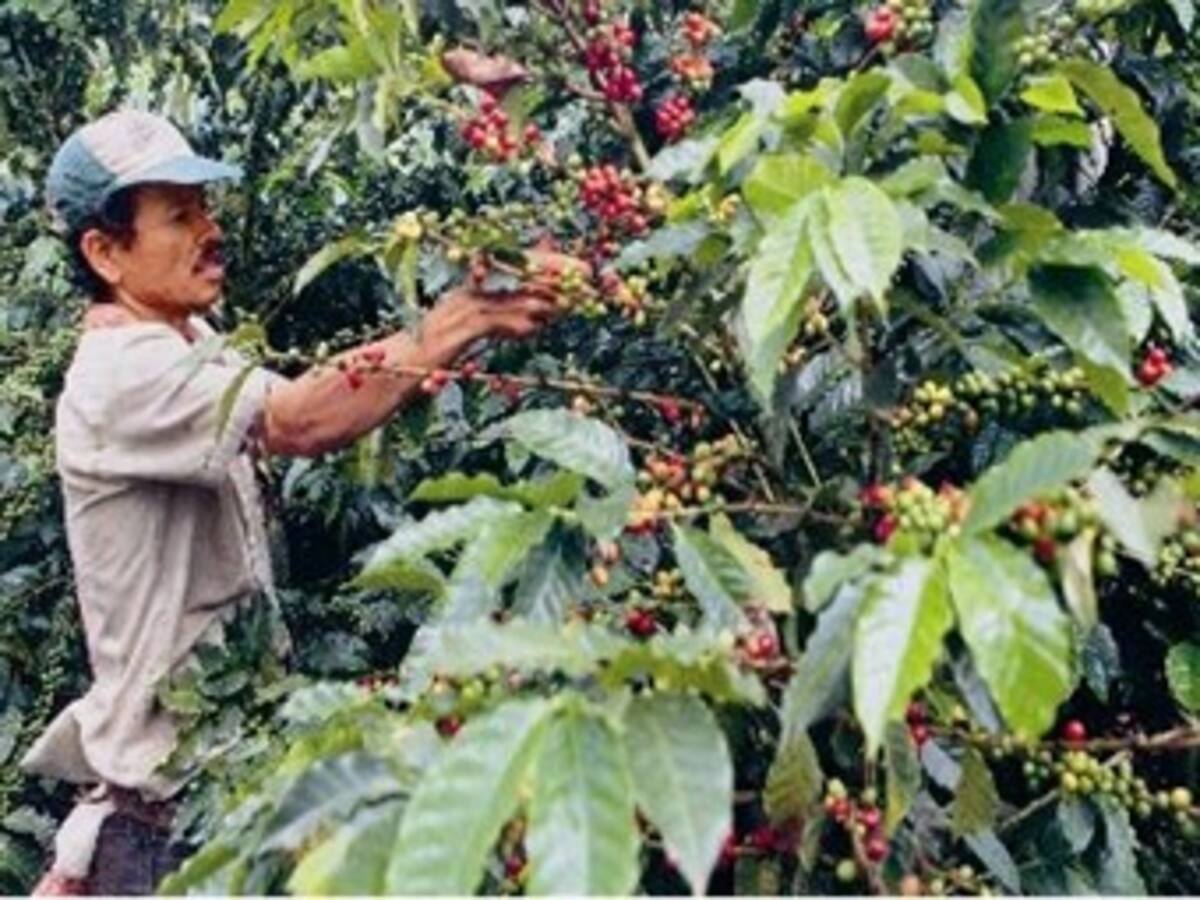 Producción cafetera lleva cuatro años sin alcanzar la meta establecida