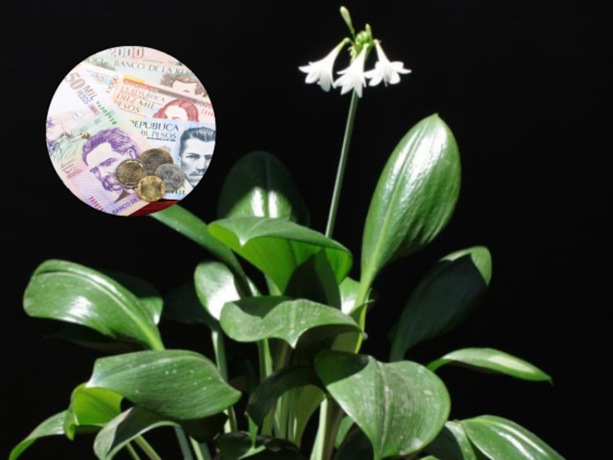 Ni en el baño ni en la cocina: El lugar ideal para ubicar la planta Billete y atraer dinero