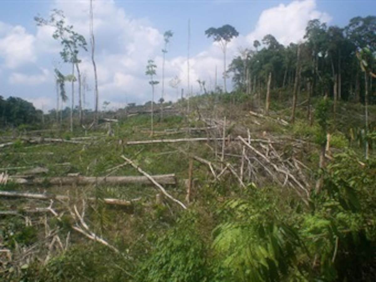 El impacto de la deforestación del Amazonas es mayor del que se creía