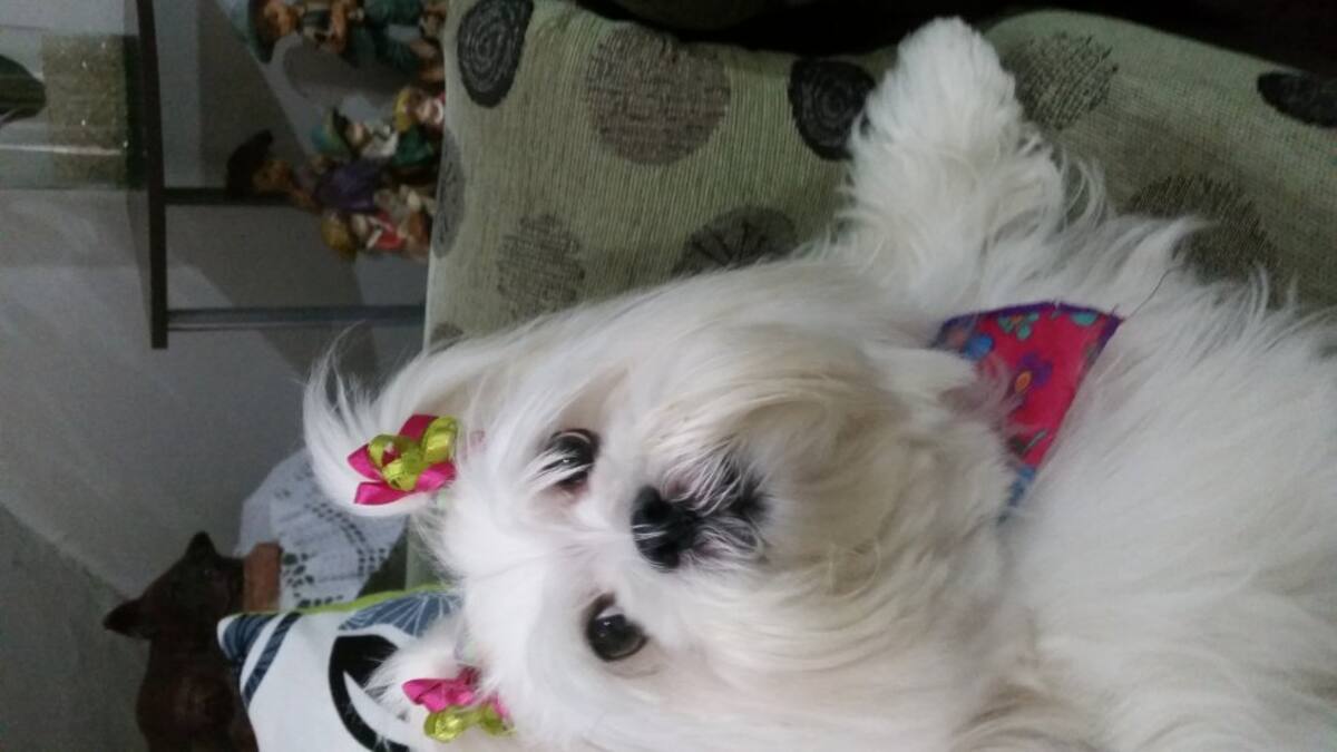 Carlos Restrepo nos envía la foto de su perrita Estrellita