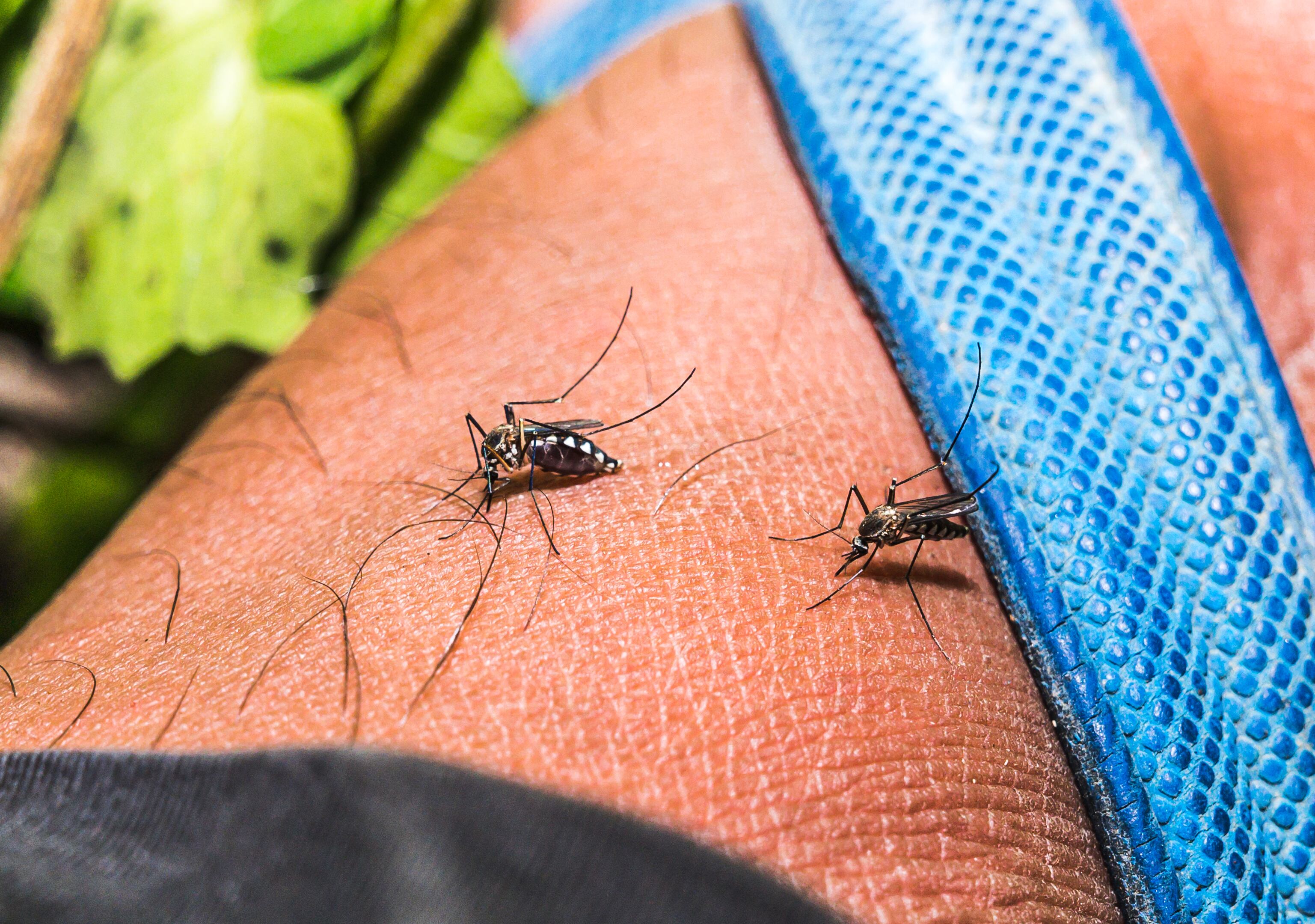 Mosquitos de raza Aedes , transmisor de distintos virus como dengue, chikunguña y zika. 
(Foto: Soumyabrata Roy/NurPhoto via Getty Images)