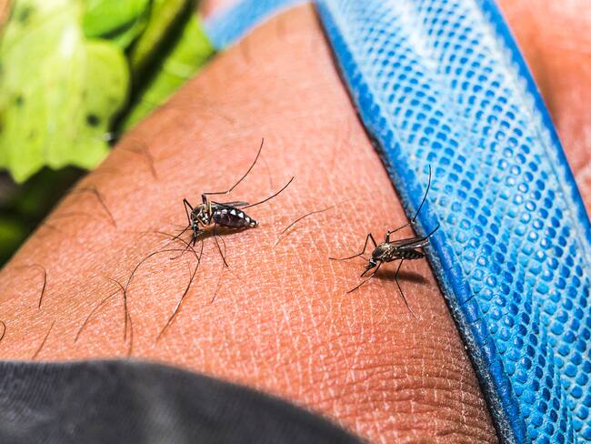 Mosquitos de raza Aedes , transmisor de distintos virus como dengue, chikunguña y zika. 
(Foto: Soumyabrata Roy/NurPhoto via Getty Images)