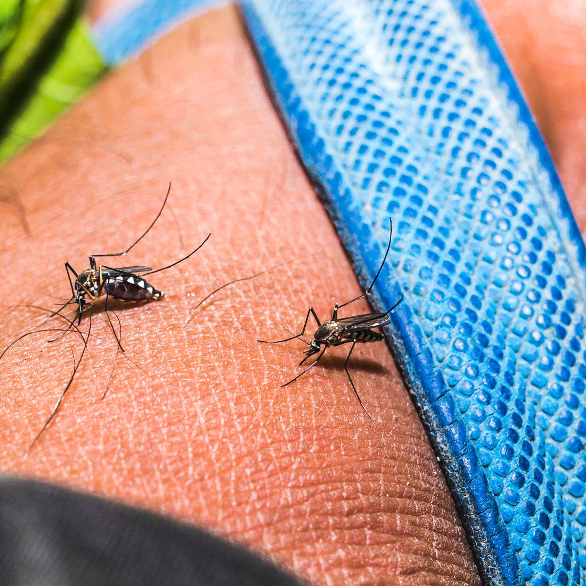 El top 5 de los barrios con más casos de dengue en Bucaramanga