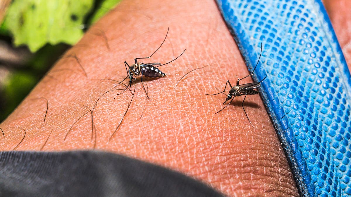 Dengue cobra la vida de una sexta persona en Santander