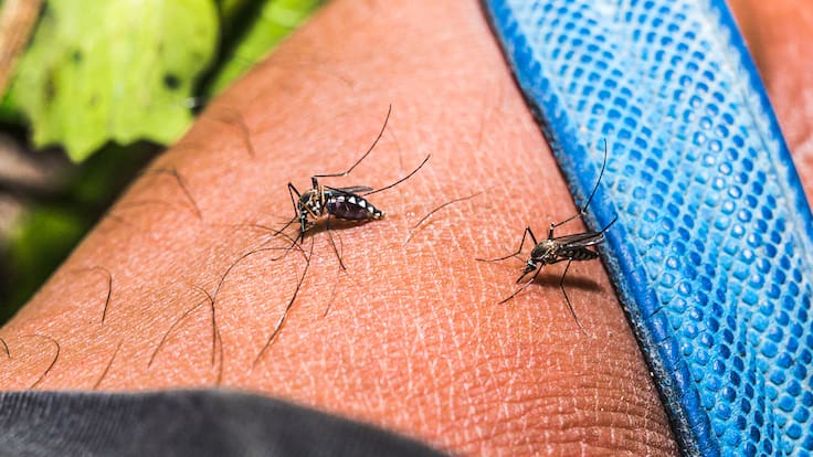 El top 5 de los barrios con más casos de dengue en Bucaramanga