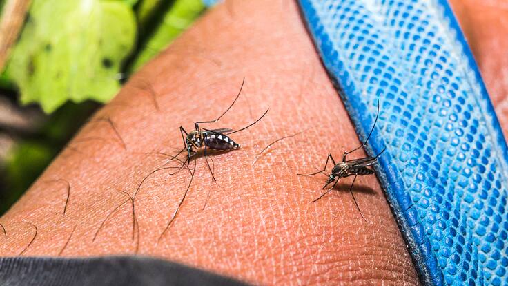 Dos personas murieron por dengue en Bucaramanga