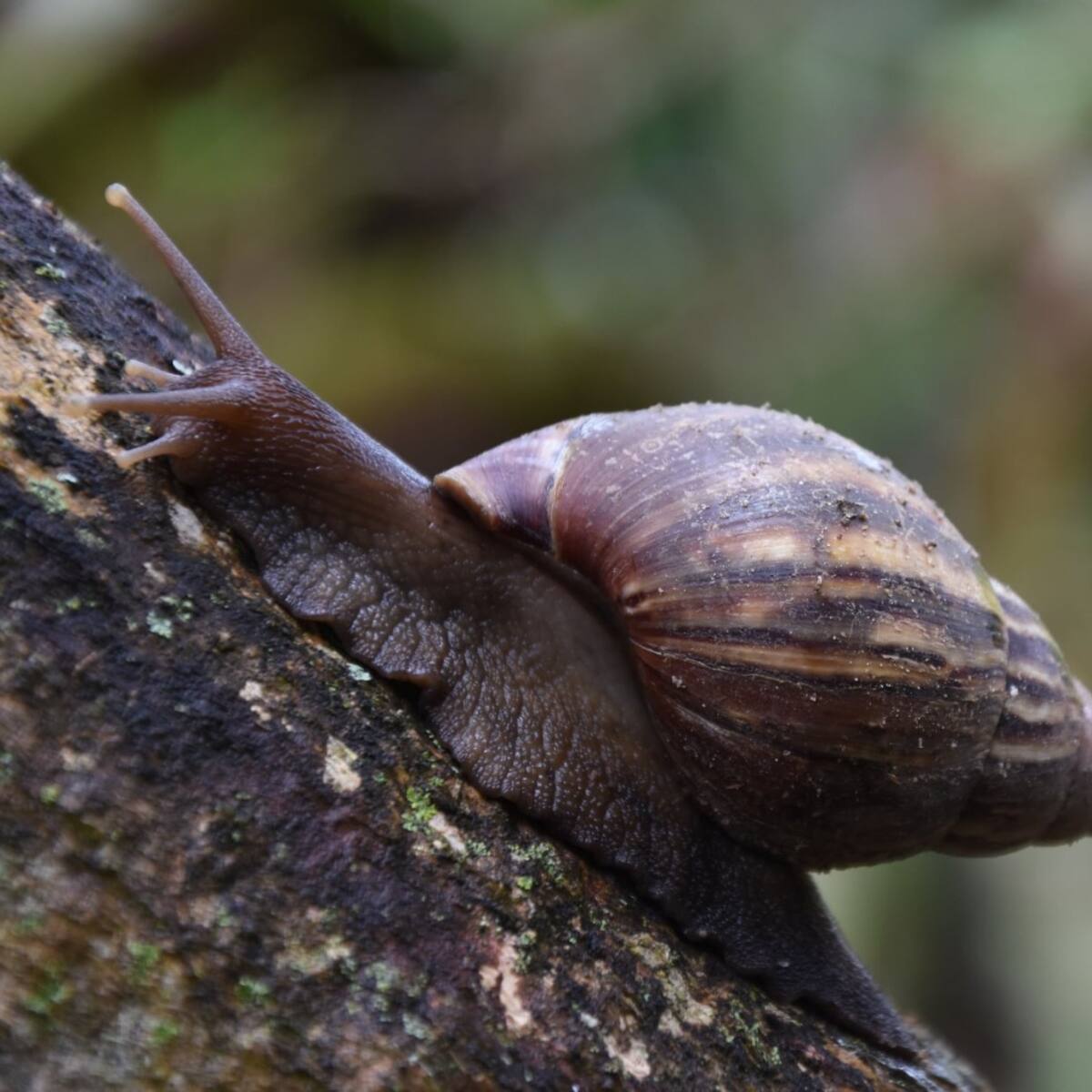 Alerta en el Huila por siete especies invasoras que amenazan la biodiversidad local