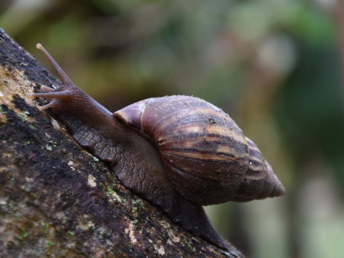 Alerta en el Huila por siete especies invasoras que amenazan la biodiversidad local