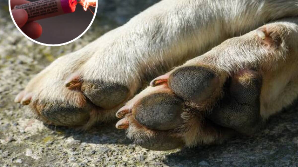 Animalista Diana Rodriguez