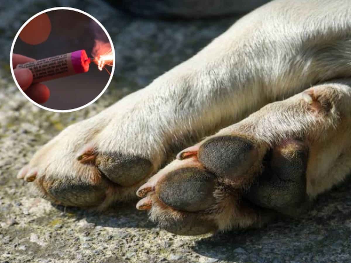 Animalistas en el Quindío alertan por la desaparición de perros ante el uso de la pólvora