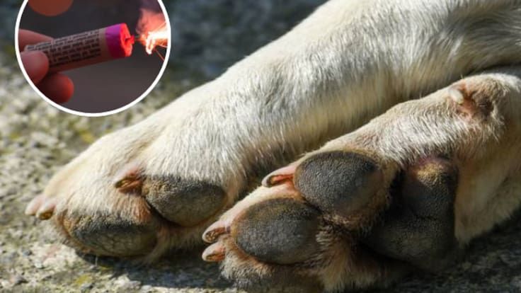 Animalista Diana Rodriguez